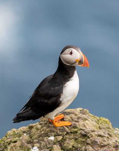 Puffin in Nuuk, Greenland